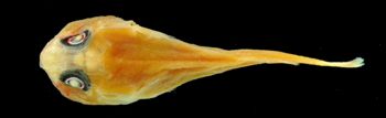 Media type: image;   Ichthyology 32153 Aspect: dorsal